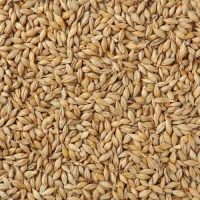 barley