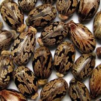 castor oil seeds