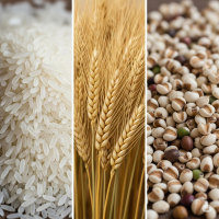 Cerealsgrains R9tb0gd1m6a12heeewmafudgyc6uhzu6ff4ictowy8