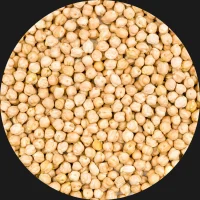 Chickpea R9ph70wzrigfbc5hoau7ducm4yfxgjb4amjq5u1vww