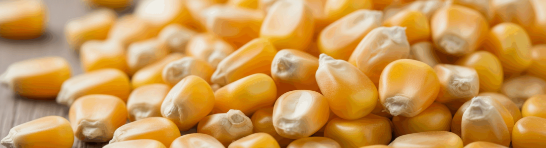 Corn1 Scaled R9sq1n12fbz4omii1r5efoe67kvu2rdwhowitkybi0