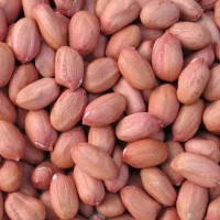 groundnut