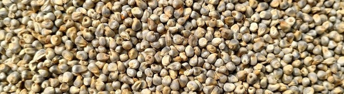 Milletpearl1 R9sr32xmnr8b5g4lexser89624c6oq0zn0et0dfrnc