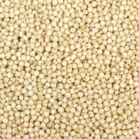 milletsorghum