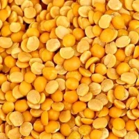 Pigeonpea R9ph8a18vk66smbycucapiyqng9jq0a8gtv1746zm8