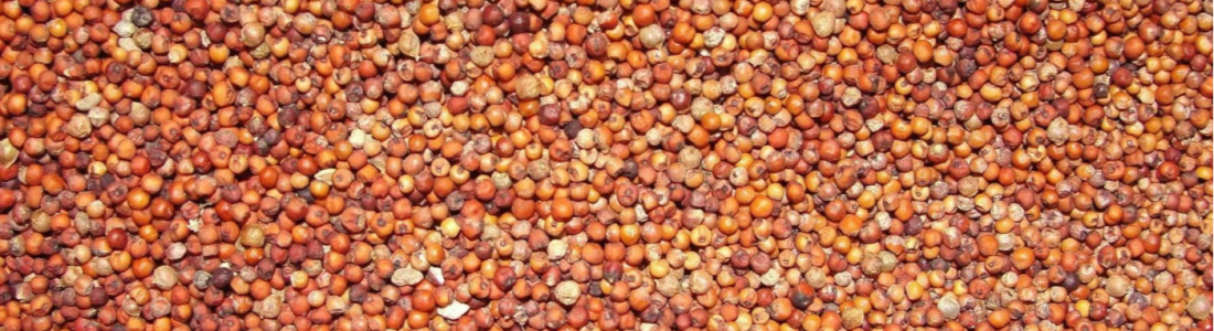 Ragi1 R9srh2r4eye00fsrozkfvp48gncxahl48a328oor08