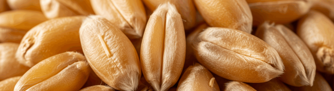 Wheat1 Scaled R9sptb6jv6knt0m1onjeua24pnxqvbbj0gsmqbawmw