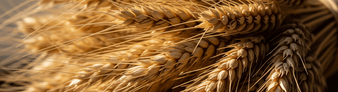 Wheatdurum1 Scaled R9spjlil8t9zu2pyege72qanqbt7bwrdoe407dpcxk